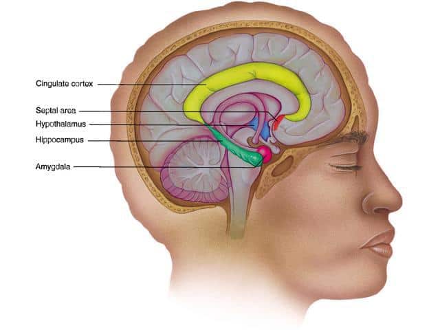 What-is-Pramiracetam