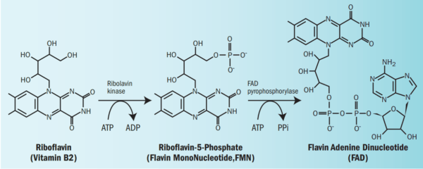 Flavin Adenine Dinucleotide Fad