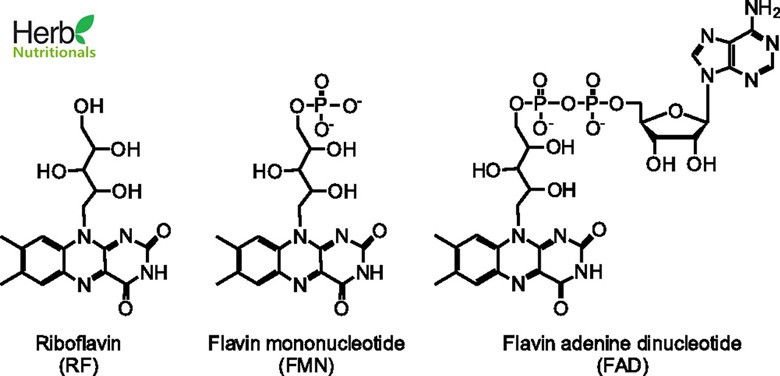 riboflavin FMN FAD comparison