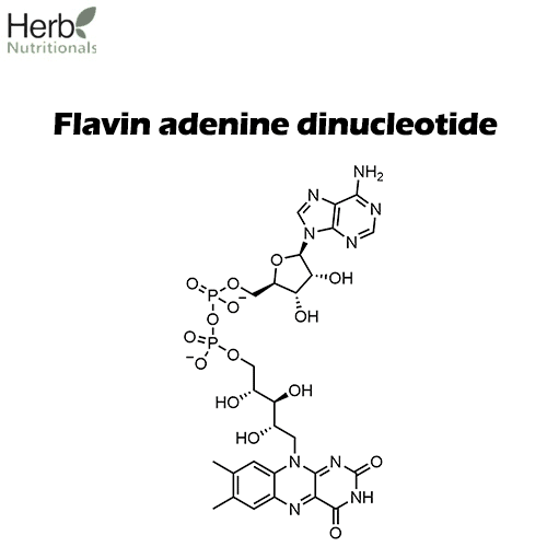 Flavin adenine dinucleotide structure