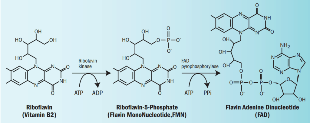 mechanism of action of Flavin adenine dinucleotide